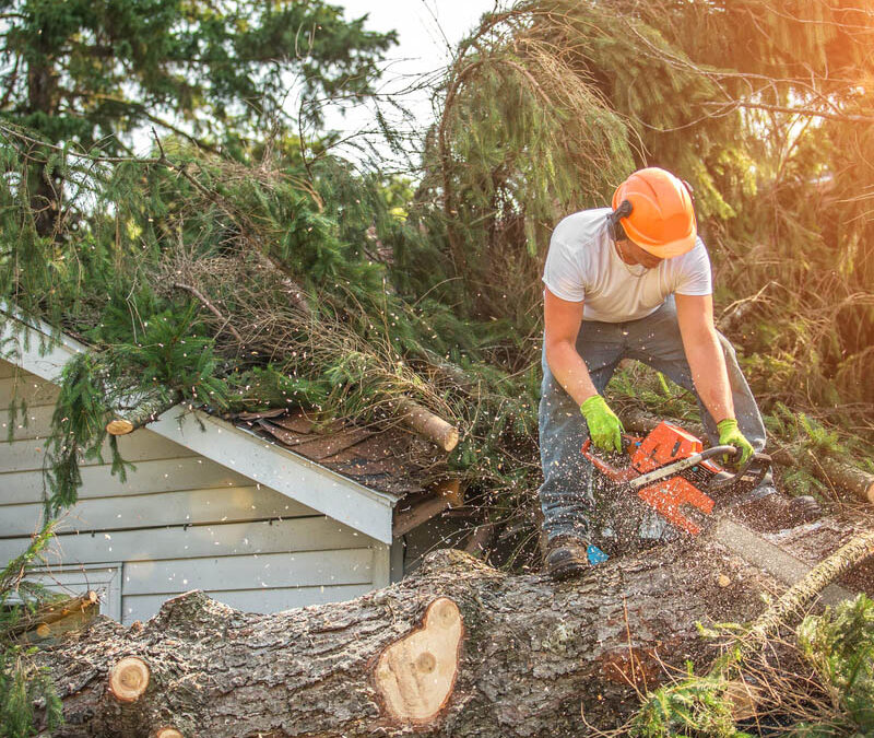 Proper Chainsaw Safety and Operation